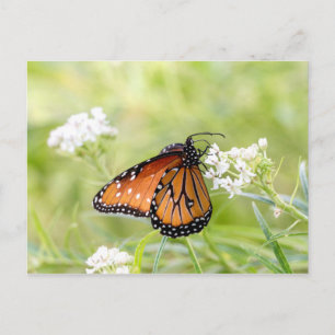 Queen Butterfly Sunning on Milkweed Postcard