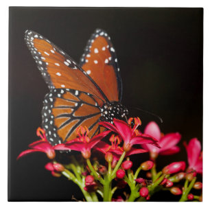Queen Butterfly upon Pink flowers Tile