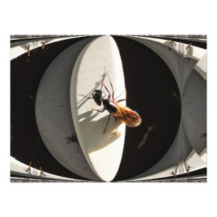 Queen Carpenter Ant ~ Photo Print