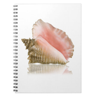 Queen Conch Notebook