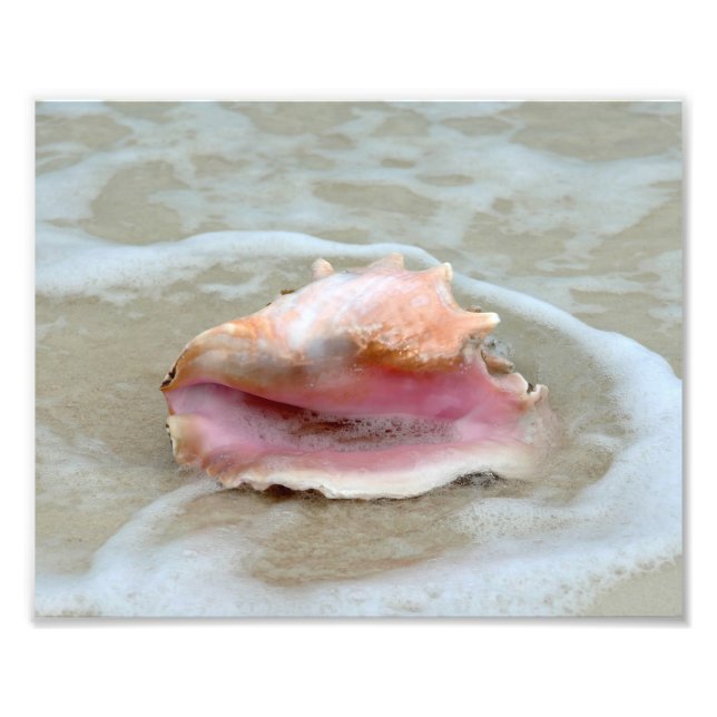 Queen Conch on the Beach Photo Print (Front)