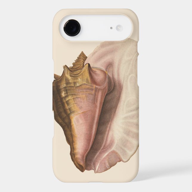 Queen Conch Seashell Shell, Vintage Marine Life (Back)
