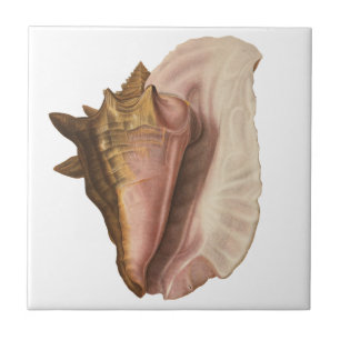 Queen Conch Seashell Shell, Vintage Marine Life Tile