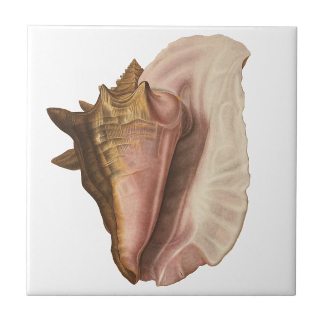 Queen Conch Seashell Shell, Vintage Marine Life Tile (Front)