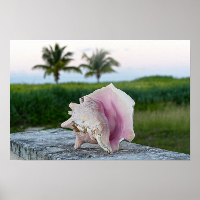 Queen Conch Shell on a Wall, The Bahamas Poster (Front)