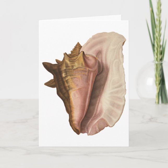 Queen Conch Shell Seashell, Vintage Marine Life Card (Front)