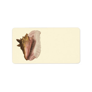 Queen Conch Shell Seashell, Vintage Marine Life Label