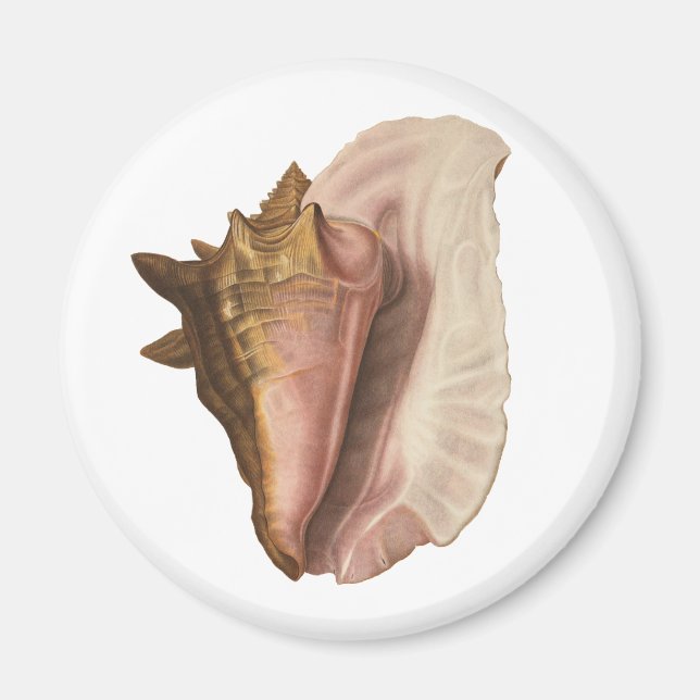 Queen Conch Shell Seashell, Vintage Marine Life Magnet (Front)