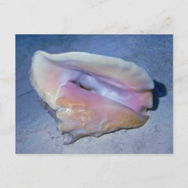 Queen conch (Strombus gigas) Shell Postcard (Front)
