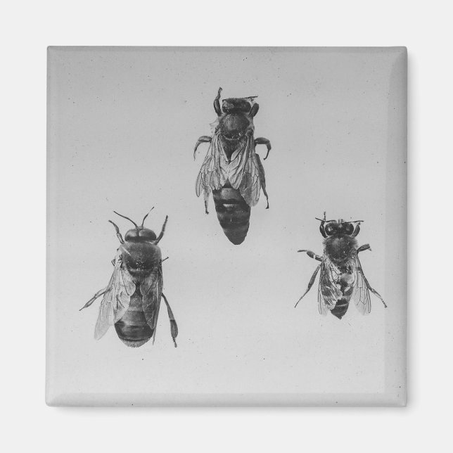 Queen Drone Worker Bee Keeping Apiology Apiarist Magnet (Front)