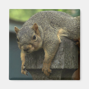 Queen Eleanor of the Peaceable Kingdom Magnet