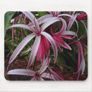 Queen Emma's Purple Crinum Lily Mouse Pad