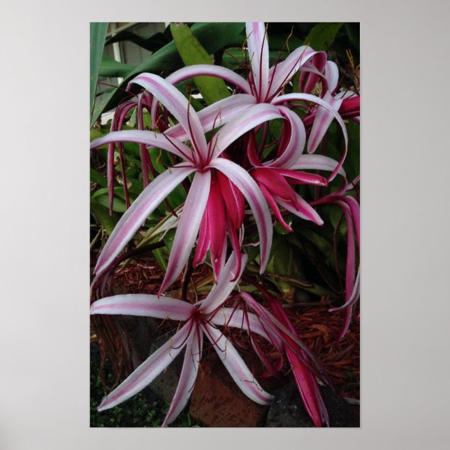 Queen Emma's Purple Crinum Lily Poster (Front)