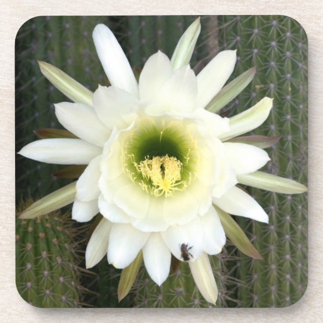 Queen Of The Night Cactus Flower, Karoo Region Coaster (Front)