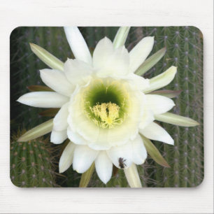 Queen Of The Night Cactus Flower, Karoo Region Mouse Pad