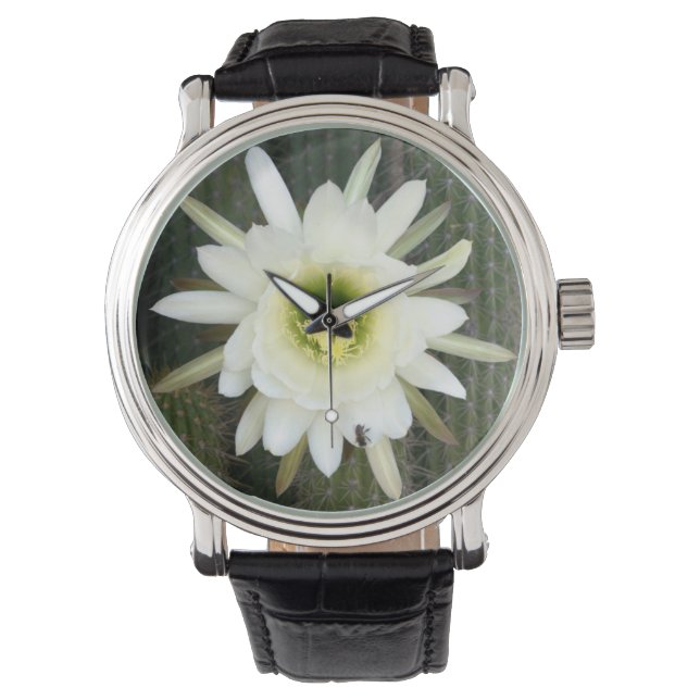 Queen Of The Night Cactus Flower, Karoo Region Watch (Front)