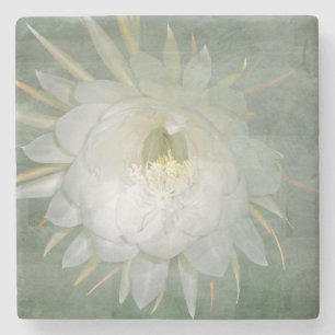 Queen Of The Night Flower - Epiphyllum oxypetalum Stone Coaster