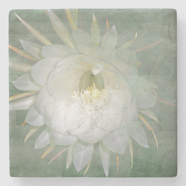 Queen Of The Night Flower - Epiphyllum oxypetalum Stone Coaster (Front)