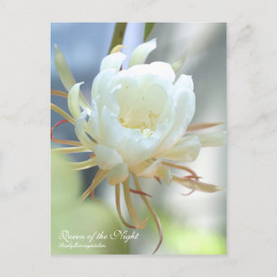 Queen of the Night :Postcard Postcard