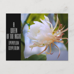 Queen of the Night :Postcard Postcard