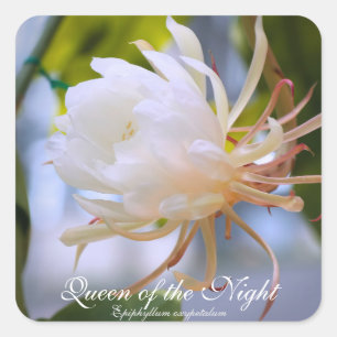 Queen of the Night:Square Seal