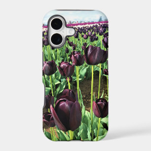 Queen of the Night Tulips, Oregon