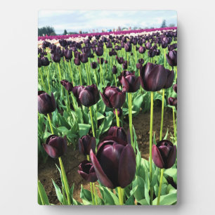 Queen of the Night Tulips, Oregon Plaque