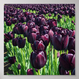 Queen of the Night Tulips Poster