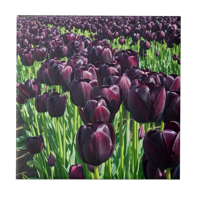 Queen of the Night Tulips Tile (Front)