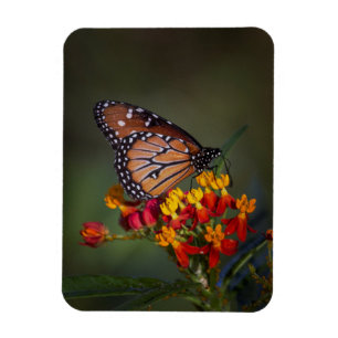Queen on tropical milkweed magnet
