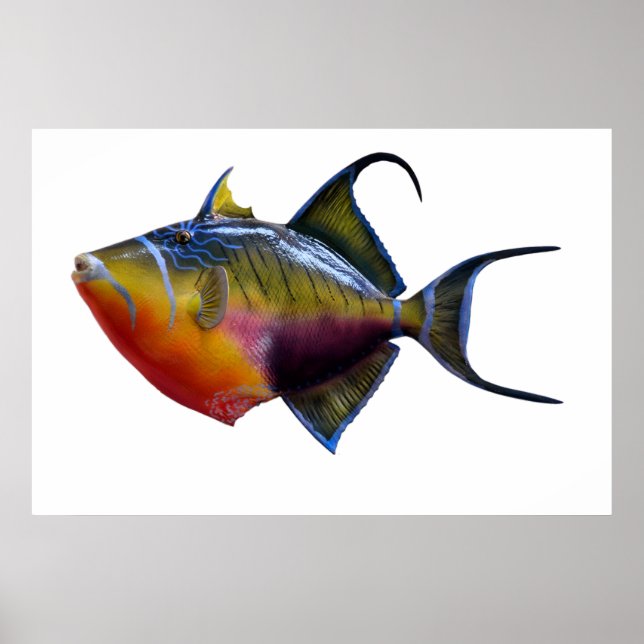 Queen Trigger Fish Poster (Front)