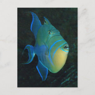 Queen Triggerfish postcard