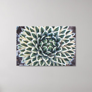 Queen Victoria Agave, white form Canvas Print