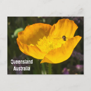 Queensland Australia - Flower & Bee Postcard
