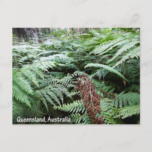 Queensland Australia Postcard (Front)