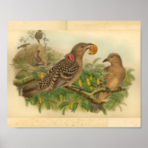 Queensland Bower Bird Brown Red Vintage Print