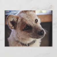 Queensland Heeler Pup Ringo