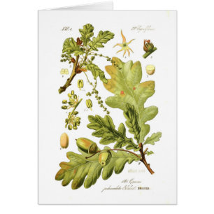 Quercus pedunculata (English Oak)