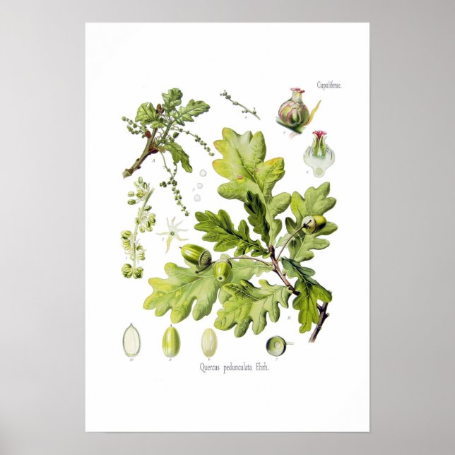 Quercus pedunculata : syn.Q robur. (English Oak) Poster (Front)