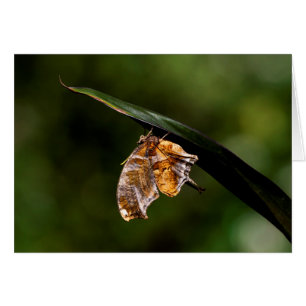 Question mark butterfly