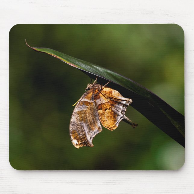 Question mark butterfly mouse pad (Front)