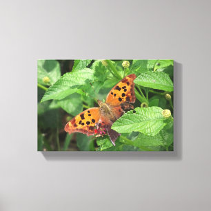 Question Mark Butterfly on Lantana Wrapped Canvas