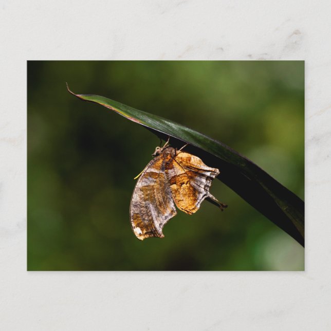 Question mark butterfly postcard (Front)