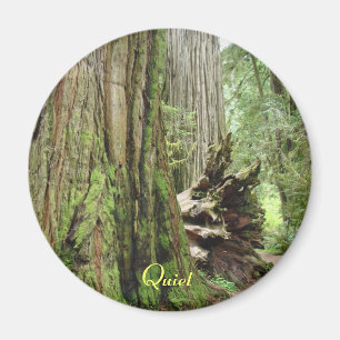 Quiet Big California Redwood Tree Forest magnets