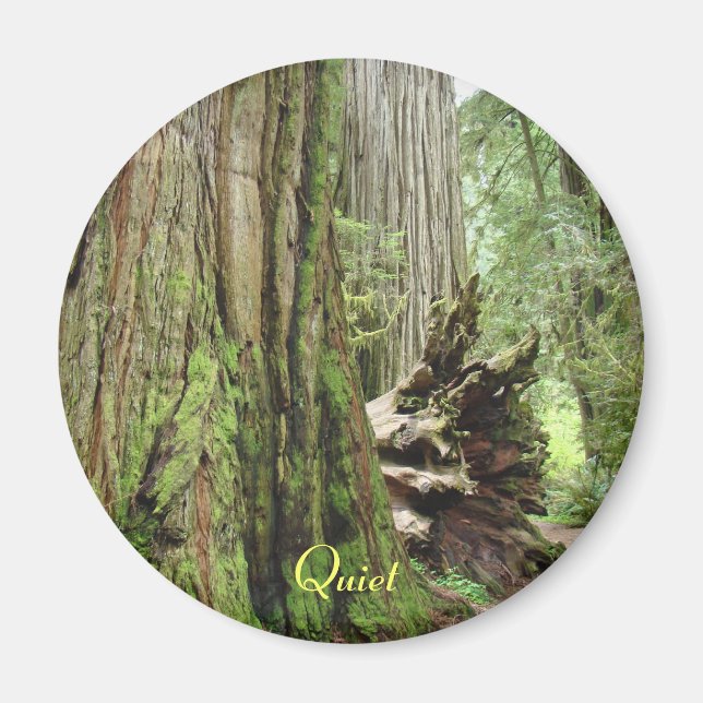 Quiet Big California Redwood Tree Forest magnets (Front)