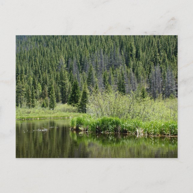Quiet Fishing Pond postcard, Winter Park, Colorado Postcard (Front)