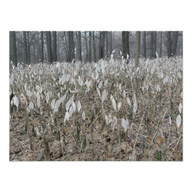 Quiet Forest Silence Poster (Front)