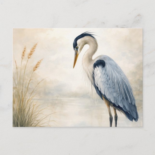 Quiet Marsh Heron | Blue Heron | Postcard (Front)