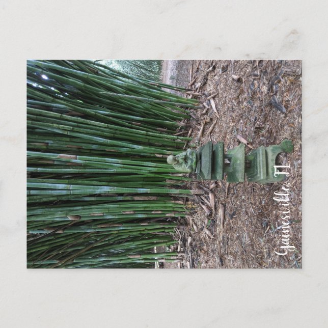 Quiet Reflection Postcard (Front)