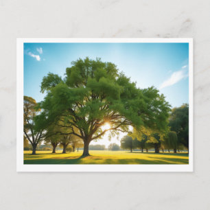 Quiet Time With a Big Tree – Holiday Postcard